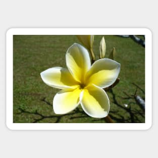Beautiful Frangipani Flower Sticker